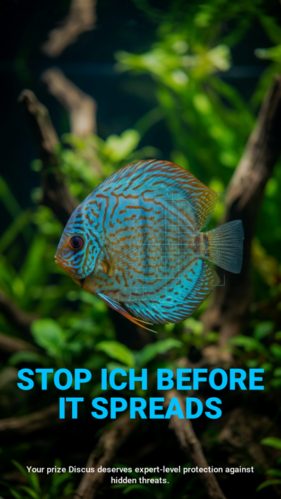 Discus fish with health alert